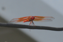 Libellula saturata