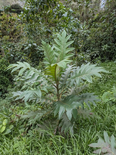 Image of Bocconia frutescens by (c) portioid, some rights reserved (CC BY)