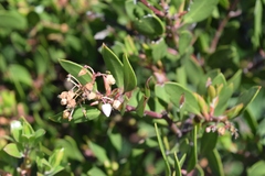 Arctostaphylos densiflora