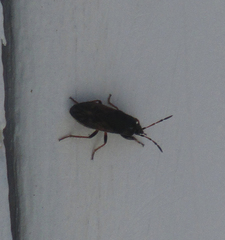 Hemiptera