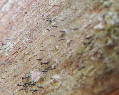 Chaenotheca trichialis