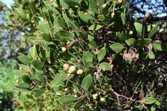 Arctostaphylos densiflora