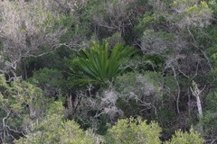 Encephalartos altensteinii