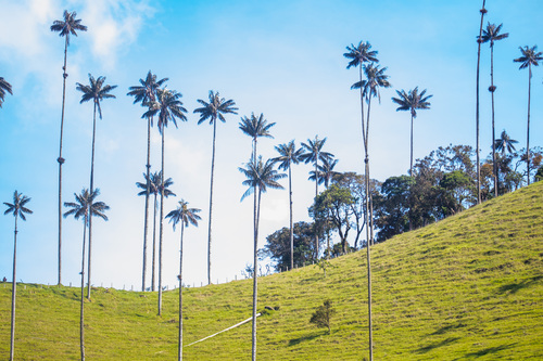 Ceroxylon quindiuense