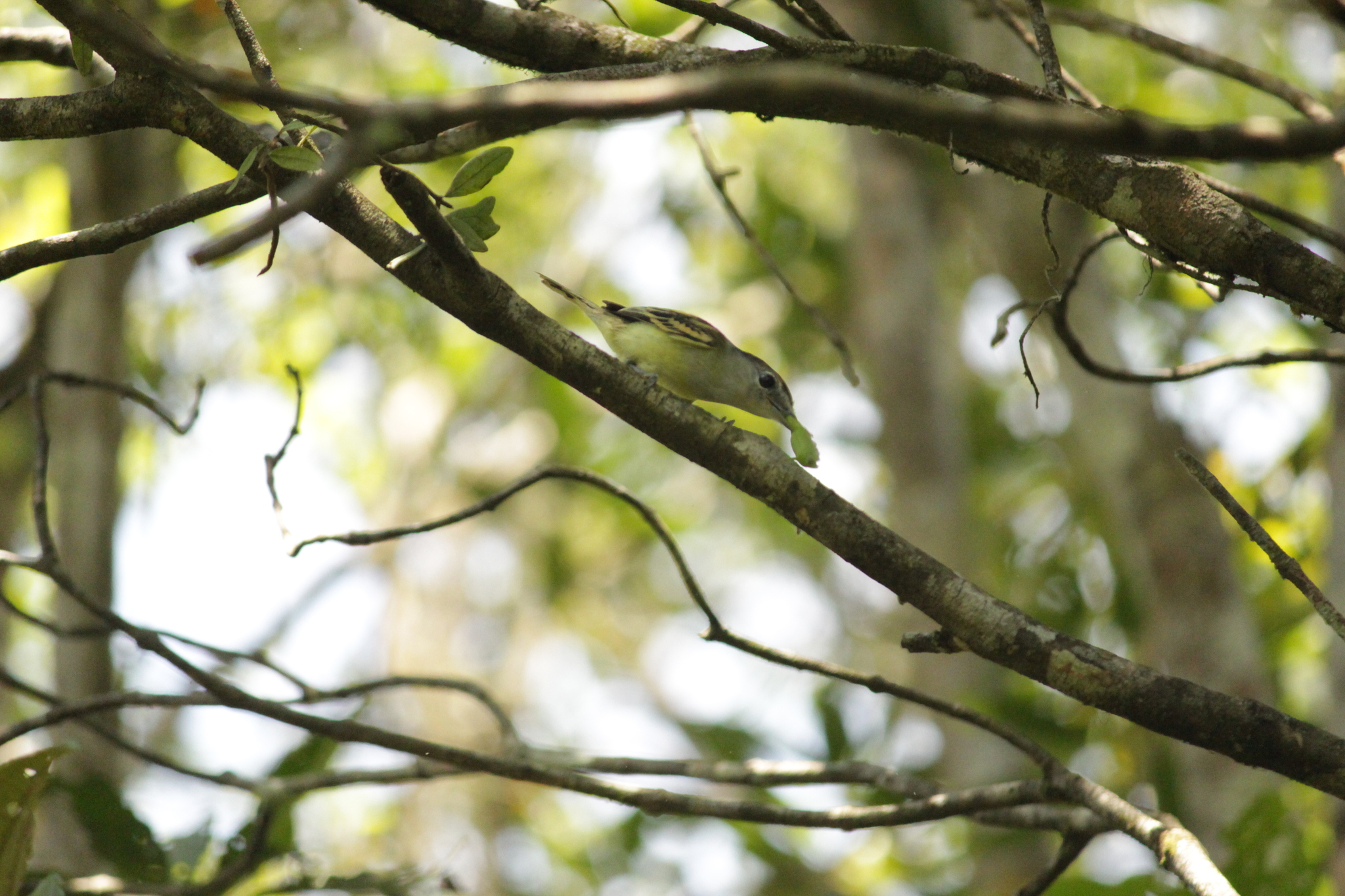 Black-capped Becard (Pachyramphus marginatus), photo 2