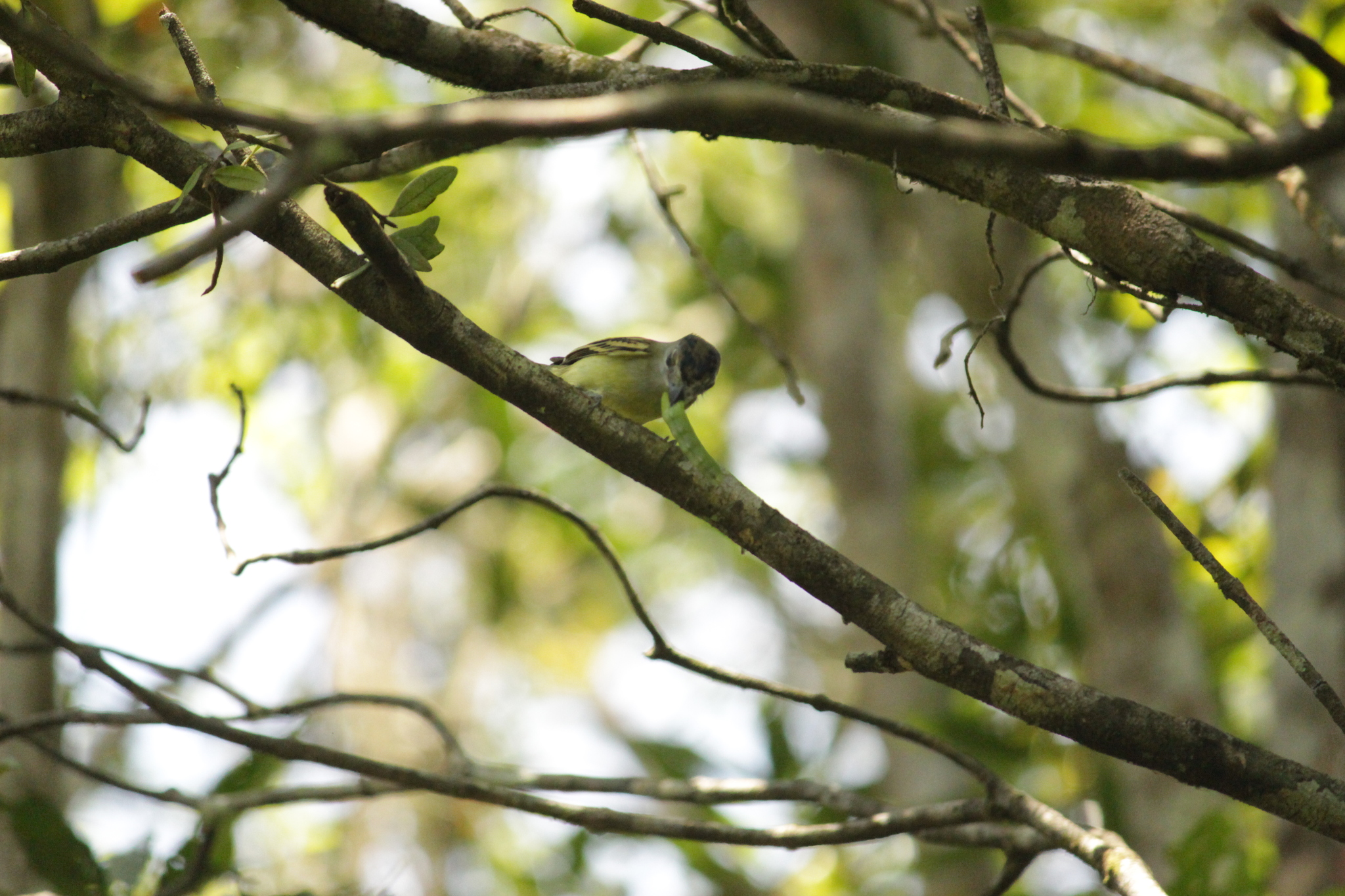 Black-capped Becard (Pachyramphus marginatus), photo 8