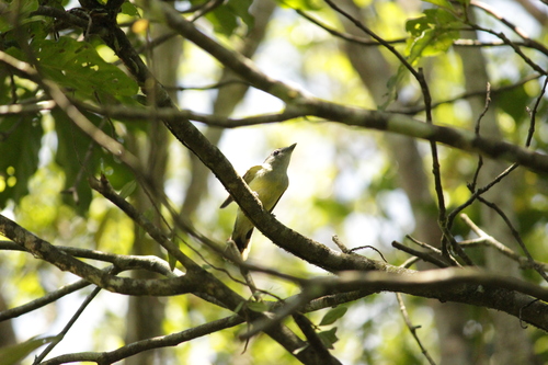 Black-capped Becard (Pachyramphus marginatus), photo 7