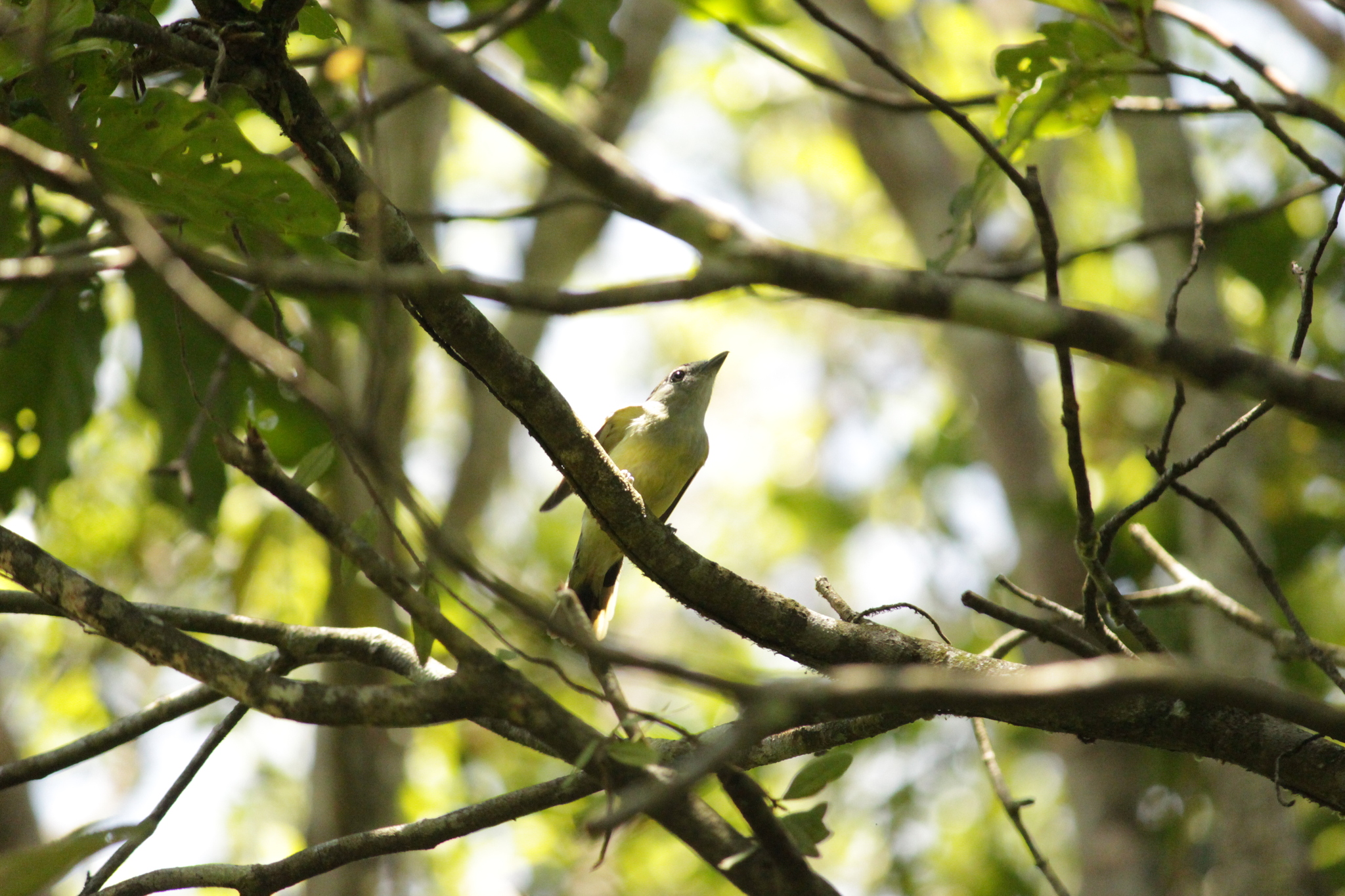 Black-capped Becard (Pachyramphus marginatus), photo 7