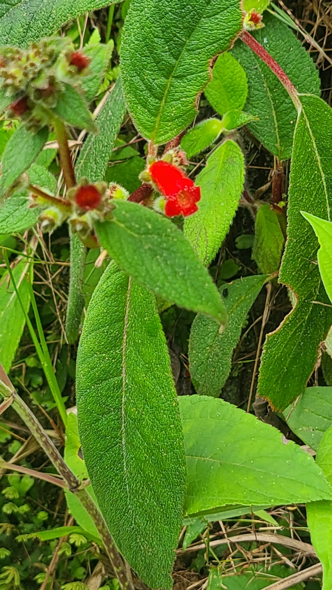 Imagem de Canela-de-ema