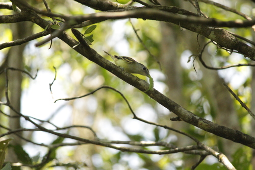 Black-capped Becard (Pachyramphus marginatus), photo 3
