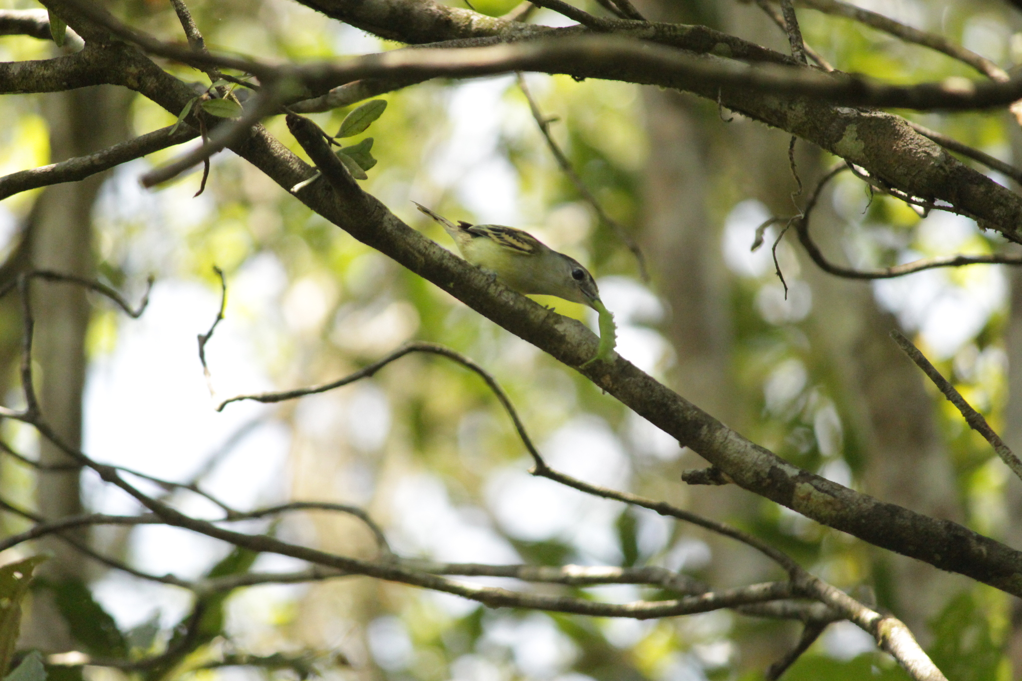 Black-capped Becard (Pachyramphus marginatus), photo 3