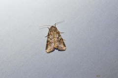 Trichordestra legitima