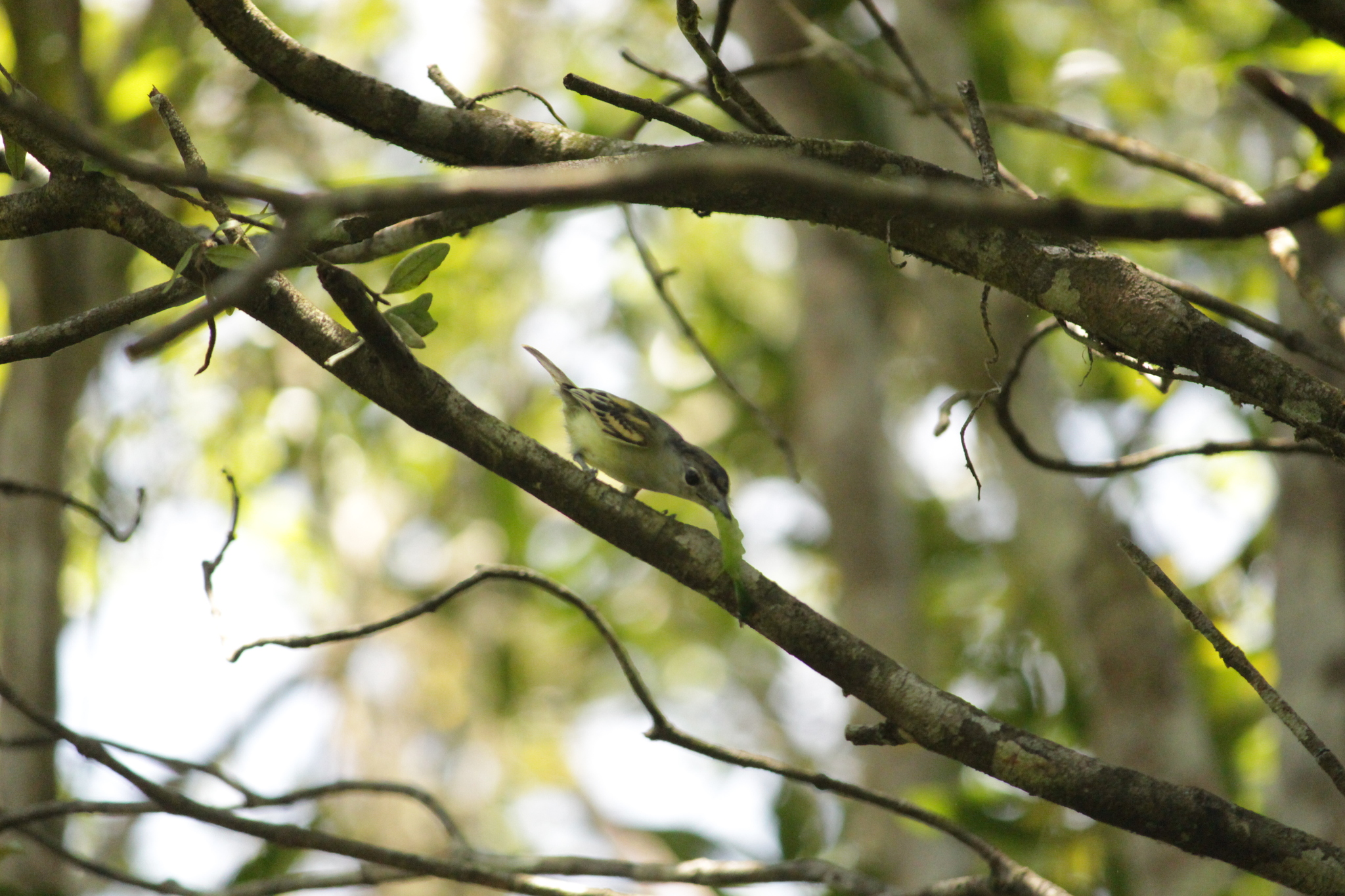 Black-capped Becard (Pachyramphus marginatus), photo 5
