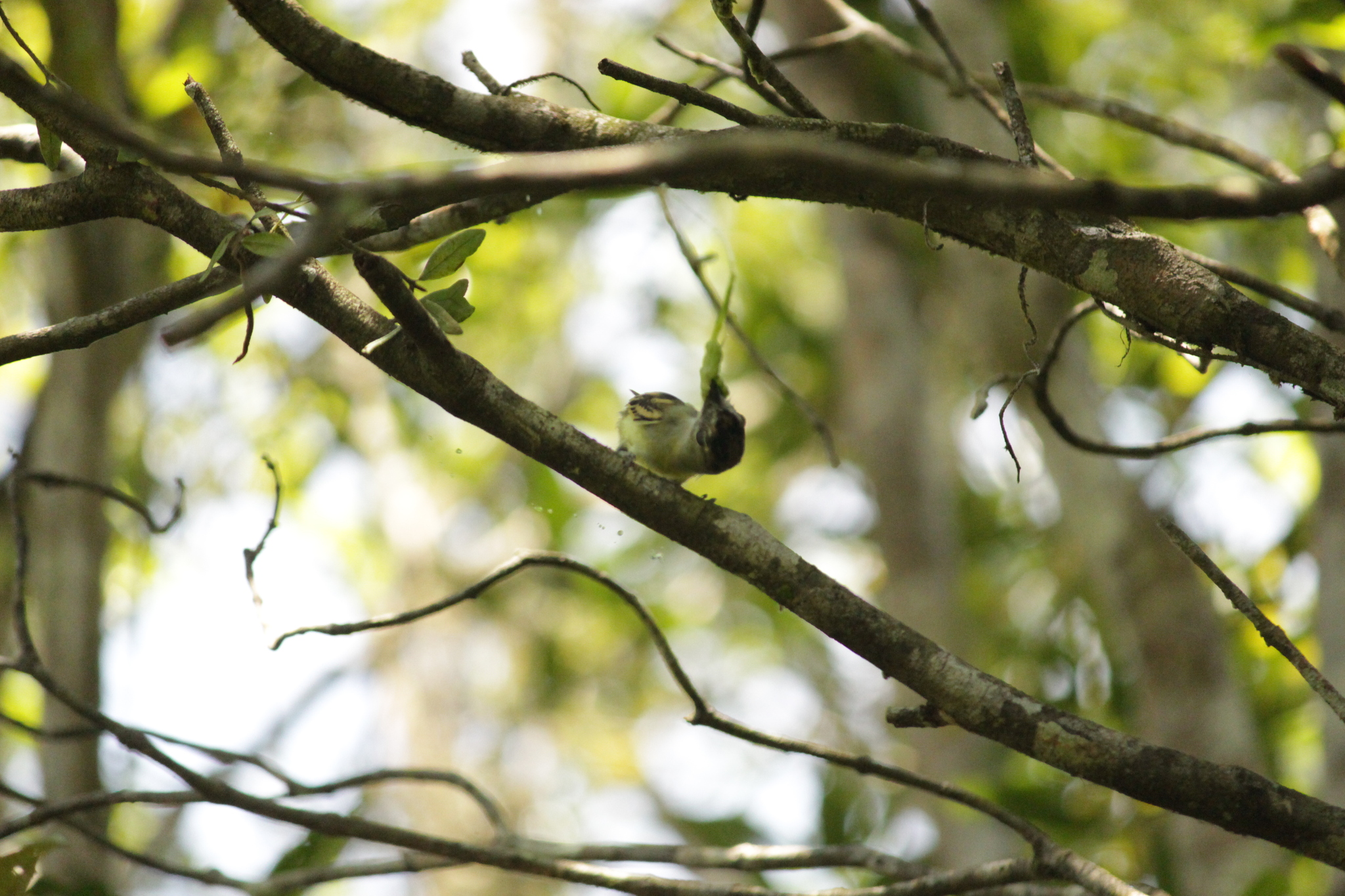 Black-capped Becard (Pachyramphus marginatus), photo 6
