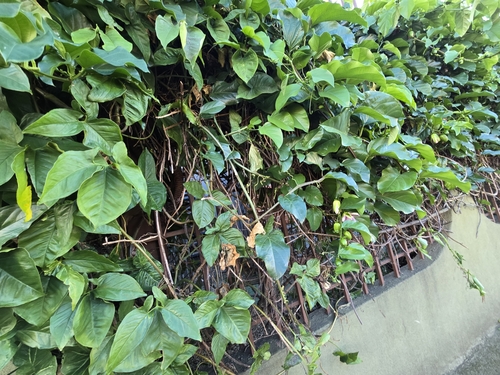 Image of Passiflora alata by no rights reserved