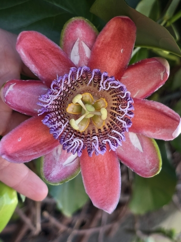 Image of Passiflora alata by no rights reserved