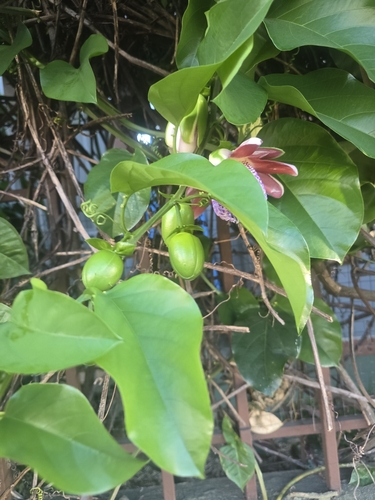 Image of Passiflora alata by no rights reserved