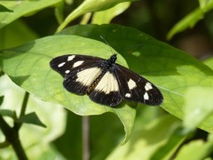 Acraea johnstoni