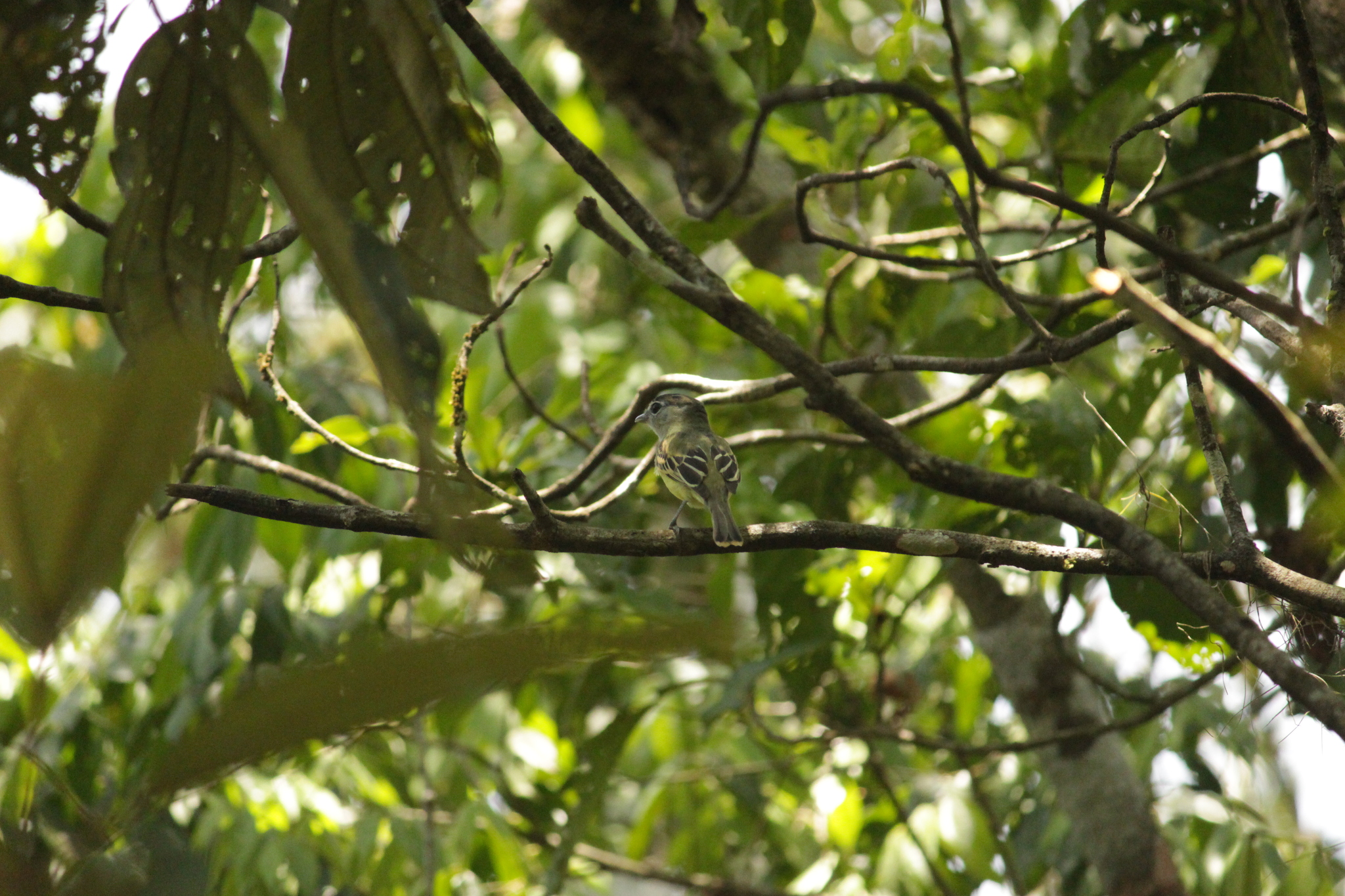 Black-capped Becard (Pachyramphus marginatus), photo 9