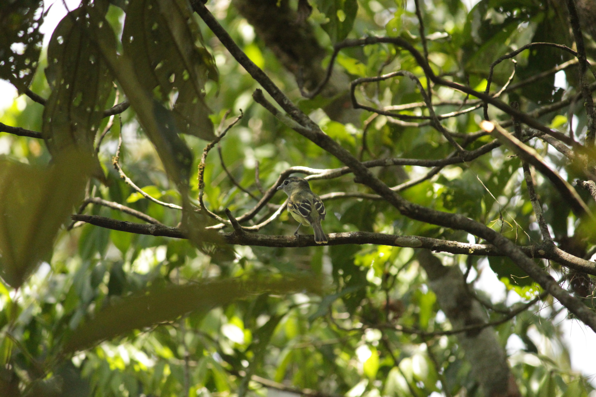 Black-capped Becard (Pachyramphus marginatus), photo 10