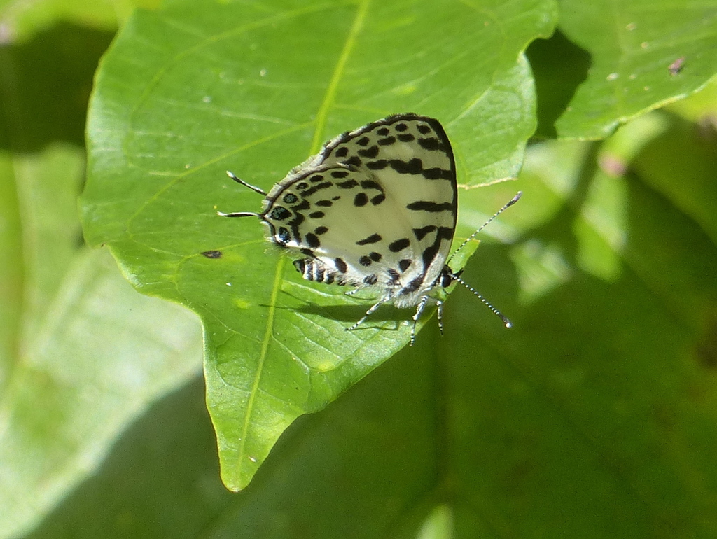 Tuxentius ertli