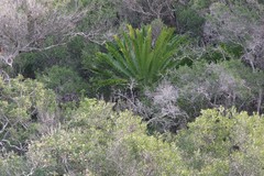 Encephalartos altensteinii