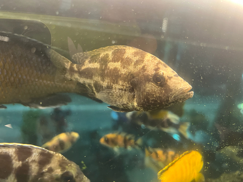 Livingston's cichlid (Nimbochromis livingstonii) — Cichlidae — 4