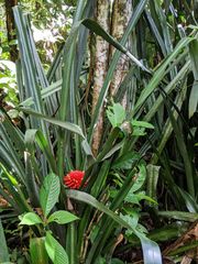 Aechmea magdalenae
