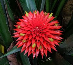 Aechmea magdalenae