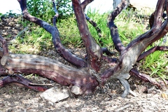 Arctostaphylos densiflora