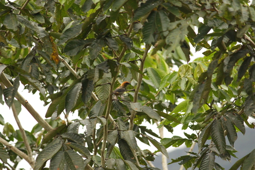 Black-backed Tanager (Stilpnia peruviana), photo 6