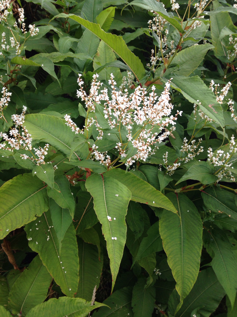 himalayan knotweed (Backyard Habitat - Nuisance Weeds) · iNaturalist