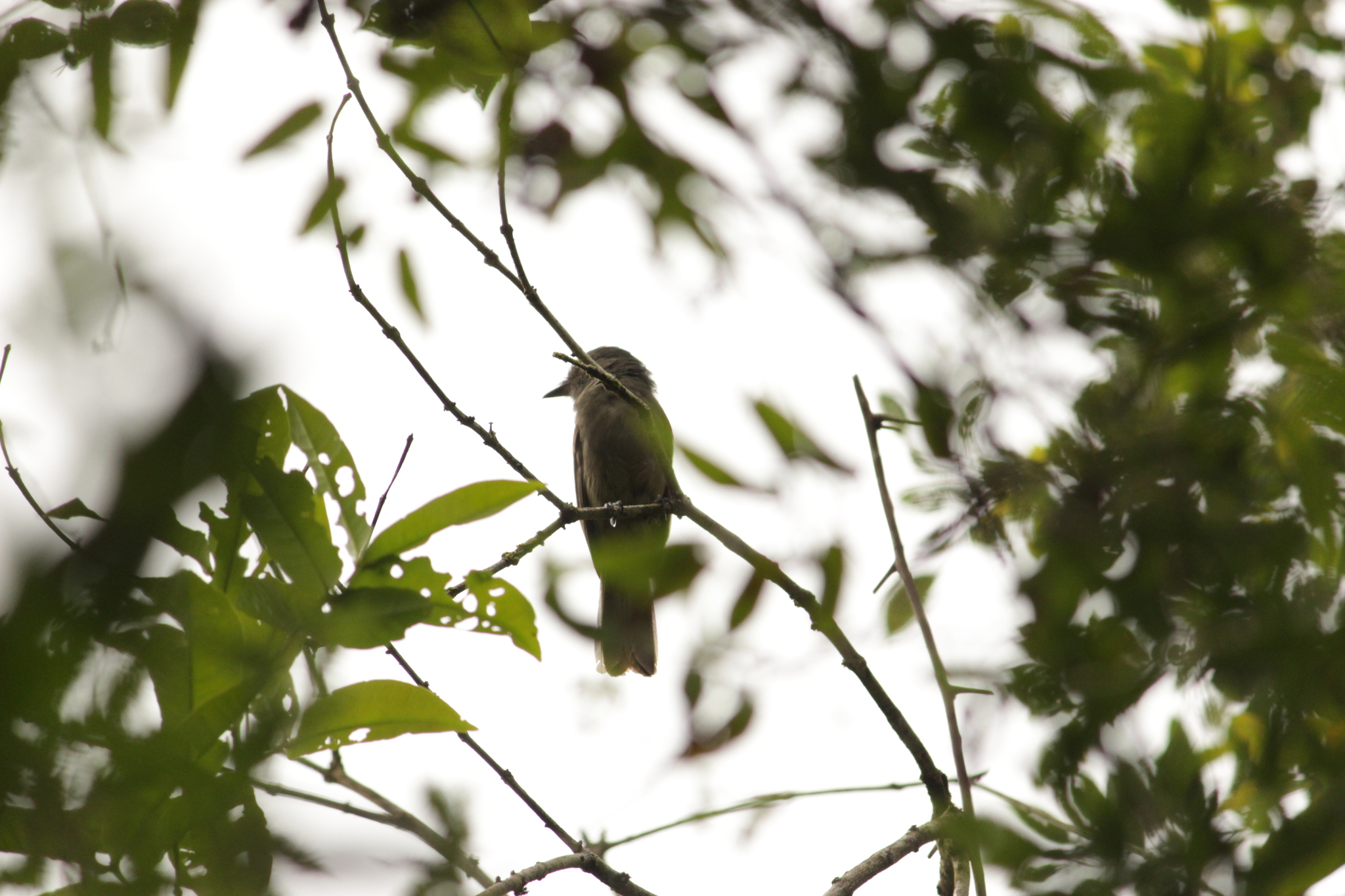 Greyish Mourner (Rhytipterna simplex), photo 5