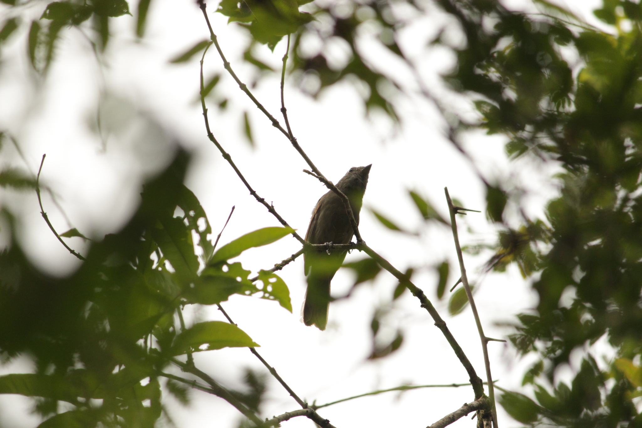 Greyish Mourner (Rhytipterna simplex), photo 6