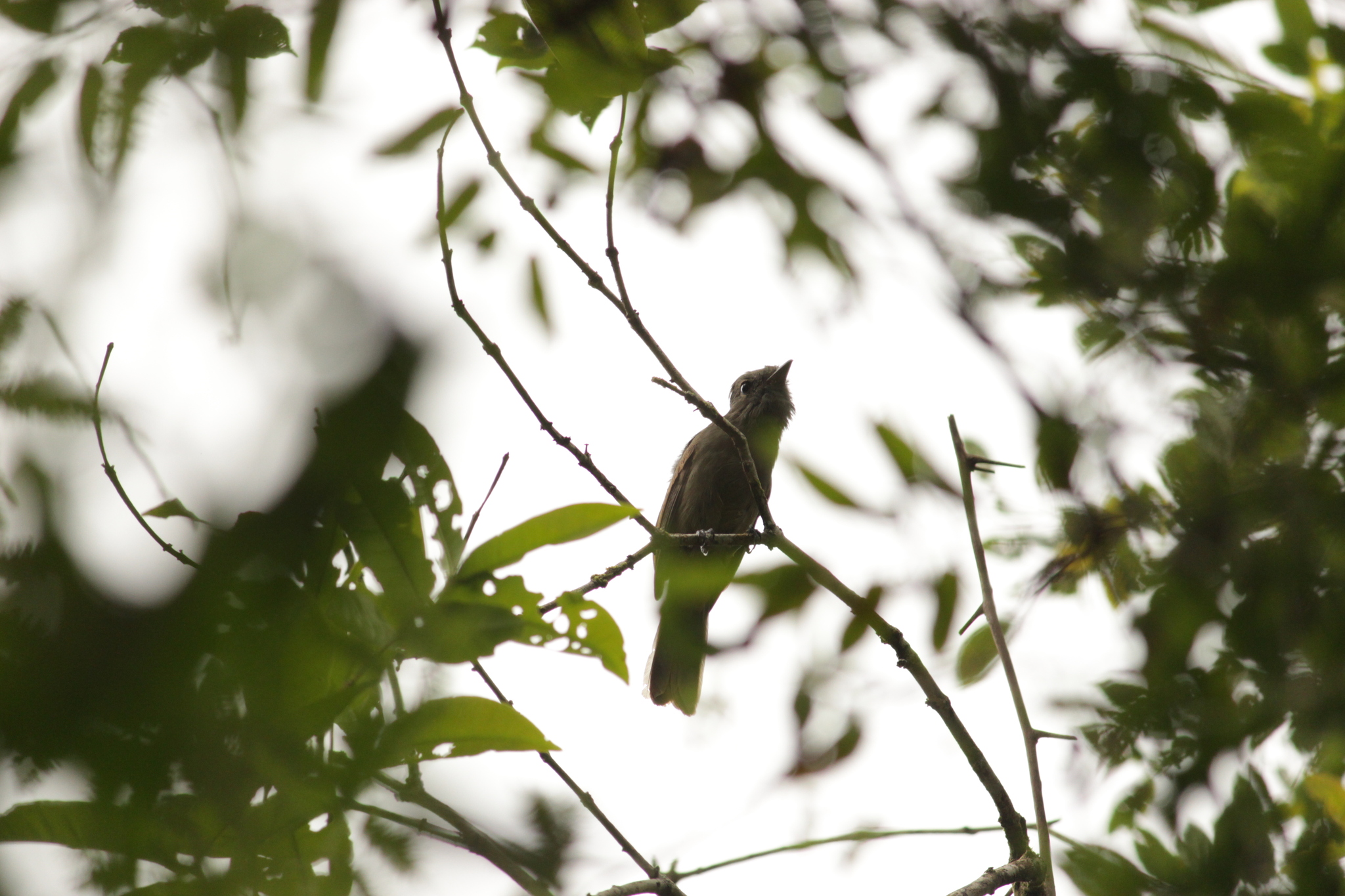 Greyish Mourner (Rhytipterna simplex), photo 7