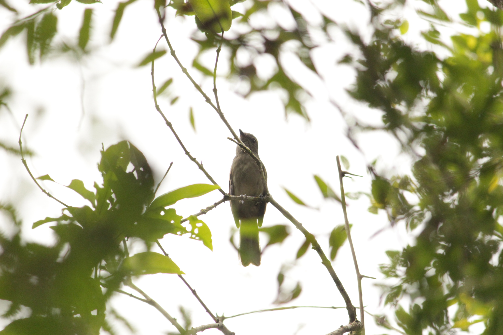Greyish Mourner (Rhytipterna simplex), photo 9