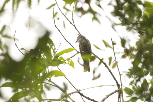 Greyish Mourner (Rhytipterna simplex), photo 8