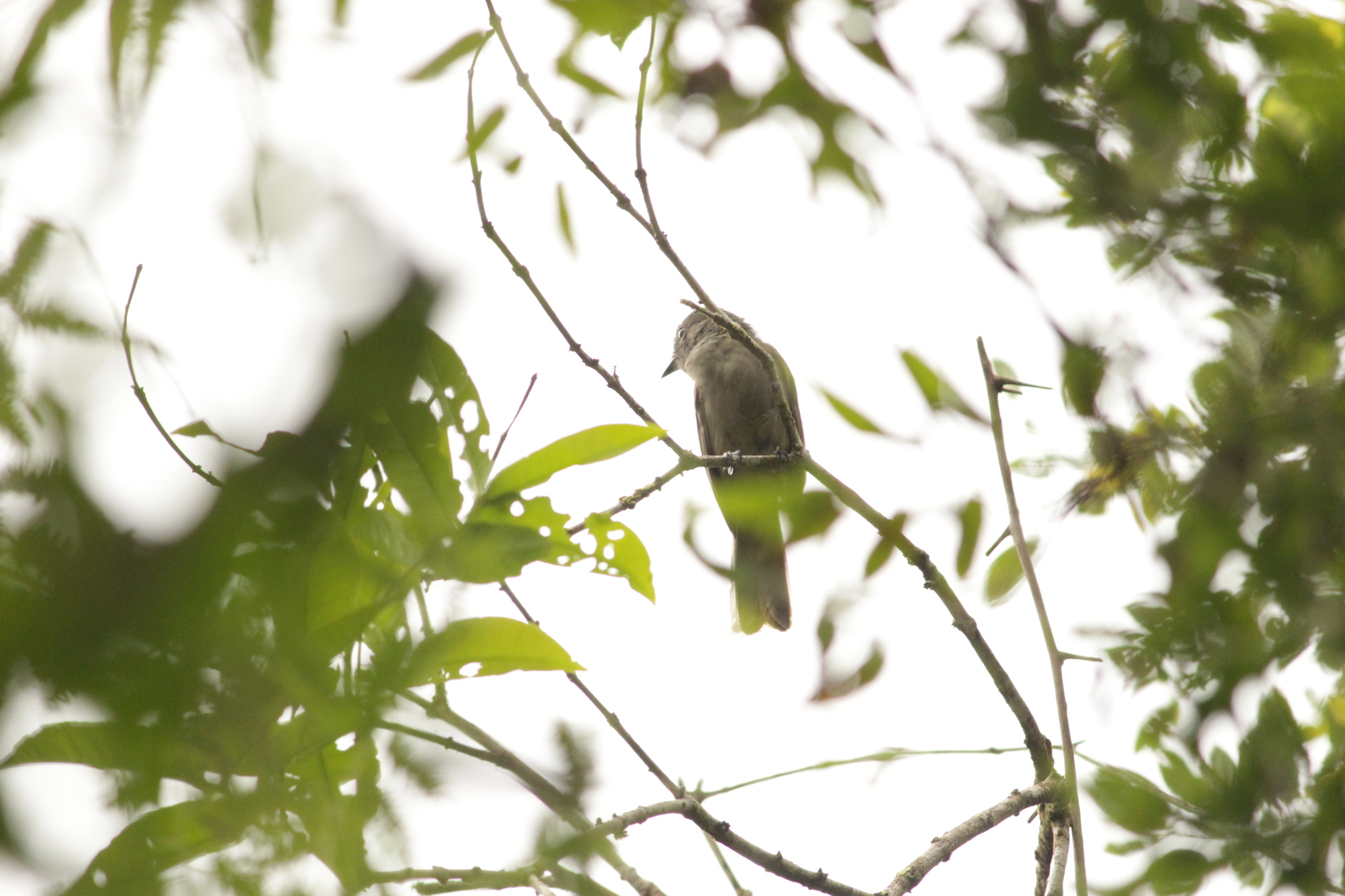 Greyish Mourner (Rhytipterna simplex), photo 8