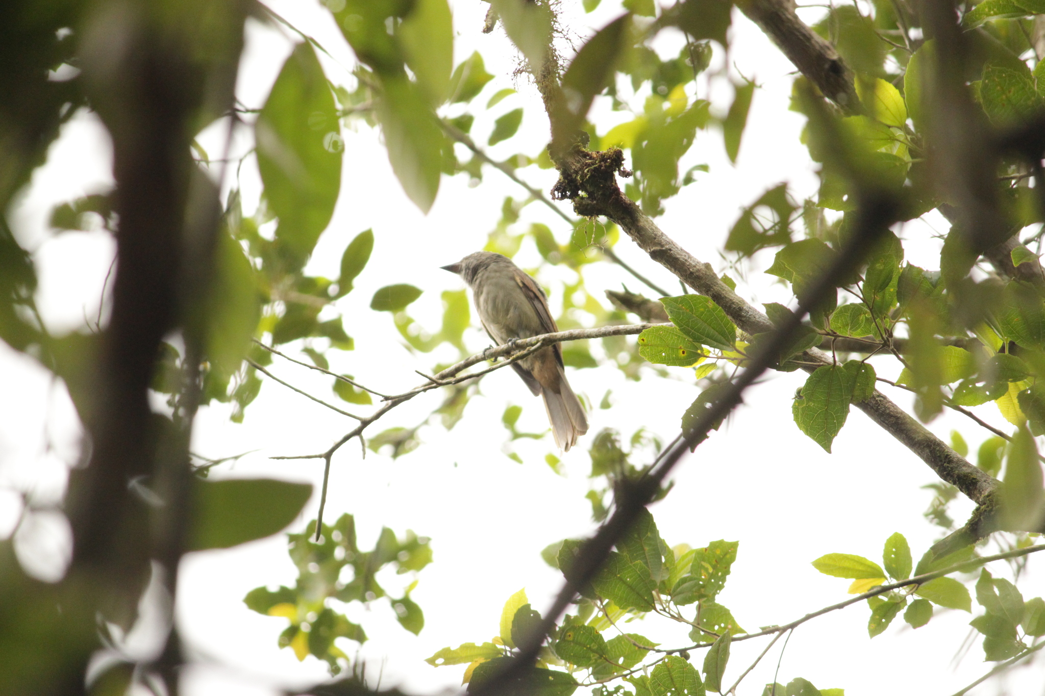 Greyish Mourner (Rhytipterna simplex), photo 10