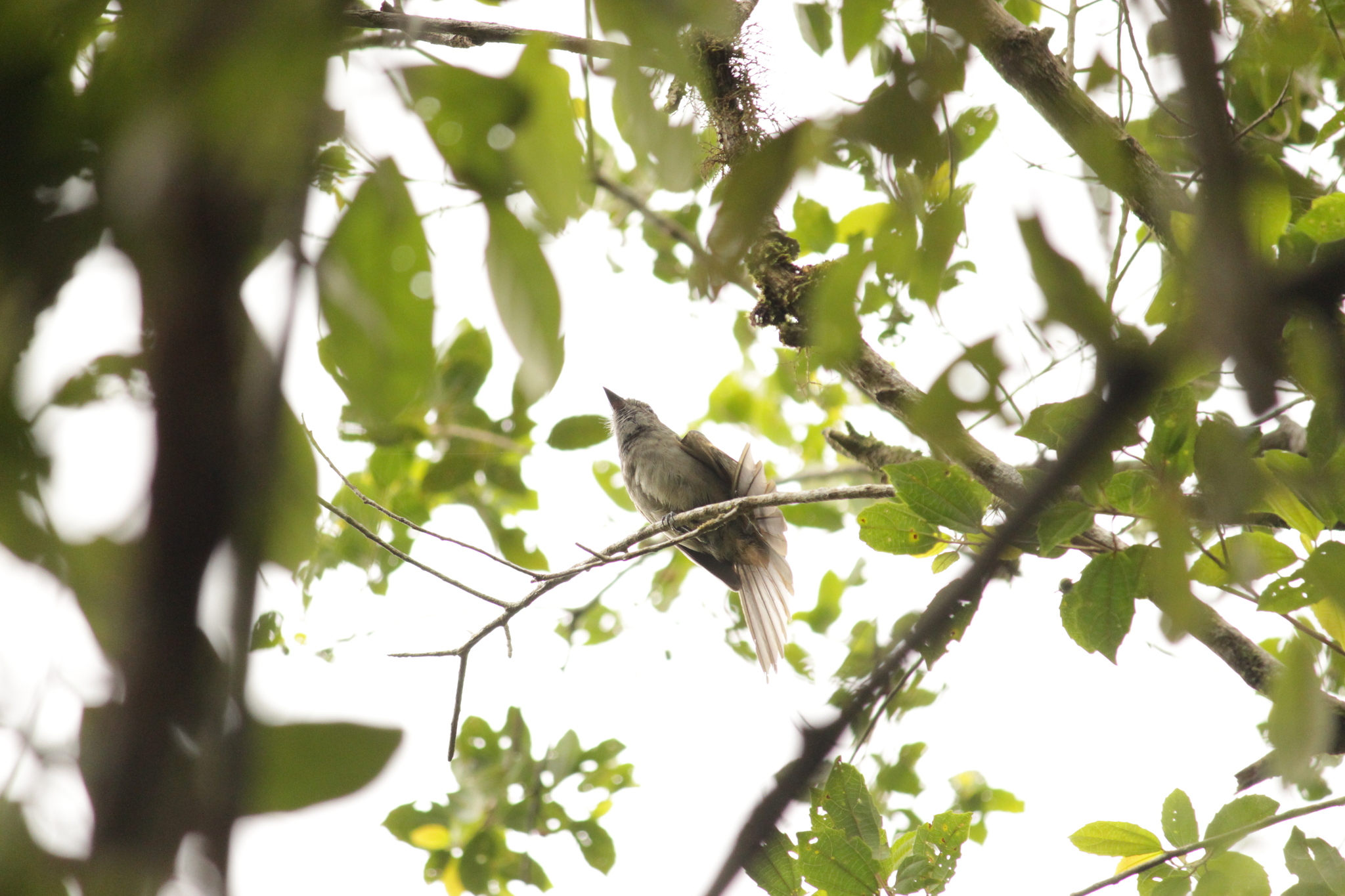 Greyish Mourner (Rhytipterna simplex), photo 4