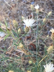 Centaurea diffusa