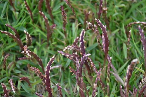 Stenotaphrum secundatum