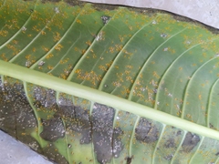 Coleosporium plumeriae