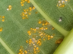 Coleosporium plumeriae