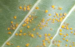 Coleosporium plumeriae