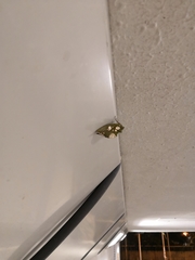 Eudocima hypermnestra