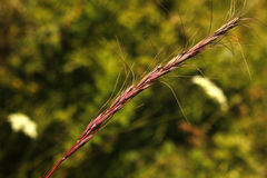 Elymus gmelinii