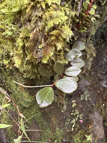 Peperomia sandwicensis observed 2025-01-15