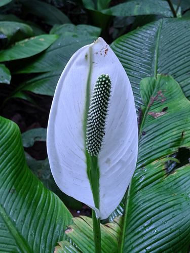 Spathiphyllum wendlandii image