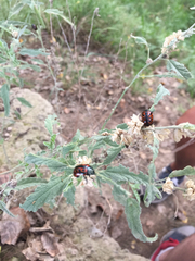 Calligrapha mexicana